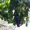 Merlot 2014